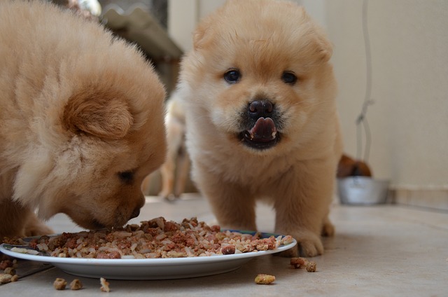 De fascinerende geschiedenis en karaktereigenschappen van de chowchow
